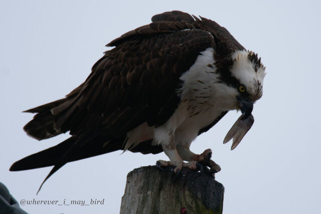 Osprey