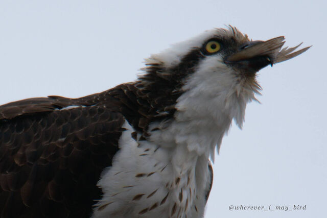 Osprey