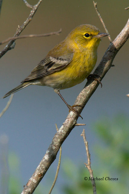 Pine Warbler