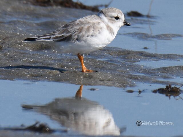 Piping Plover