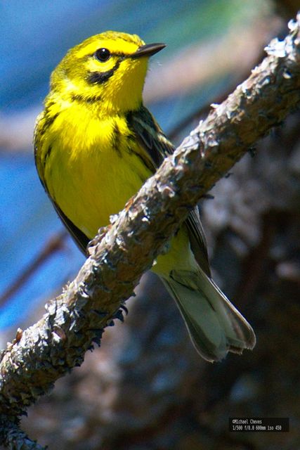 Prairie Warbler