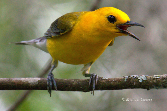 Prothonotary Warbler