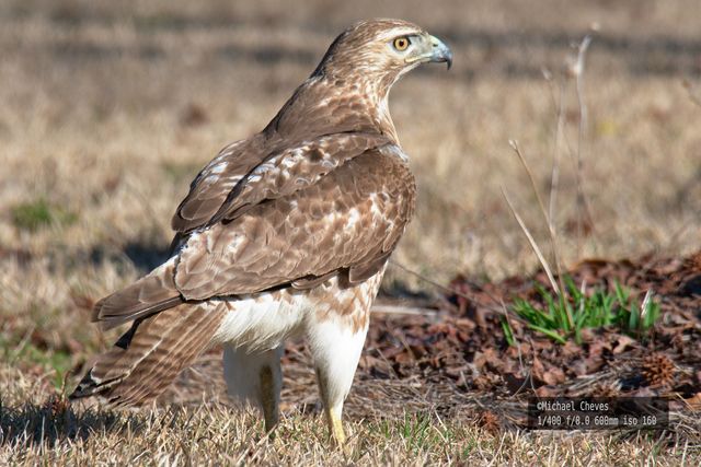 Red-tailed Hawk