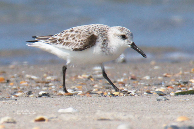 Sanderling