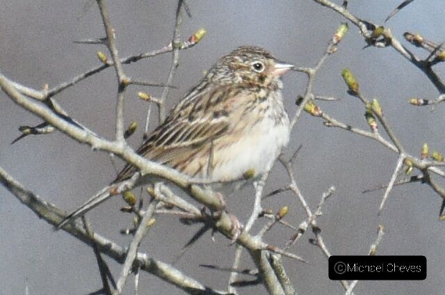 Vesper Sparrow