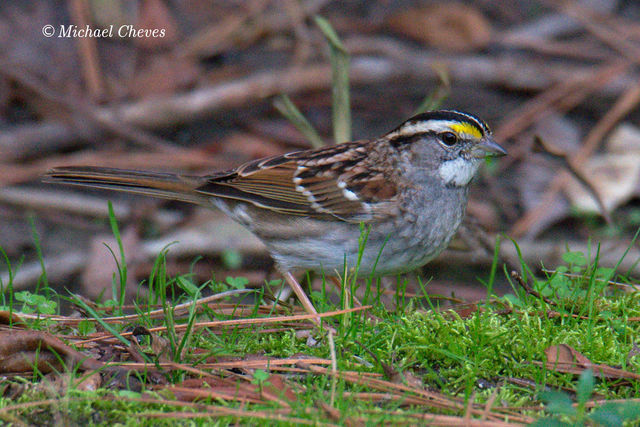 White-throated Sparrow