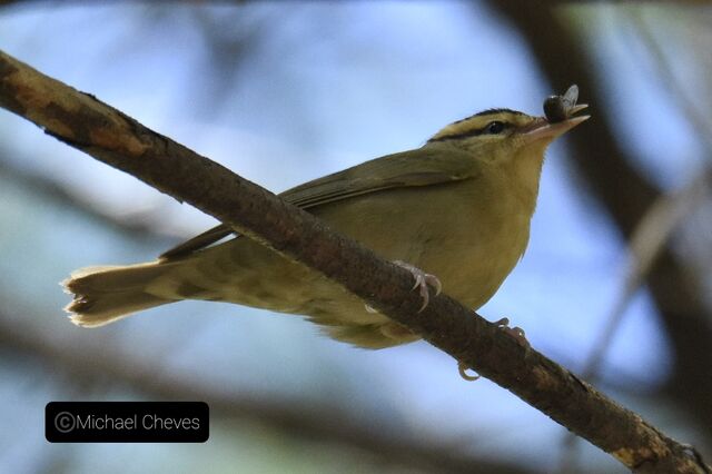 Worm-eating Warbler