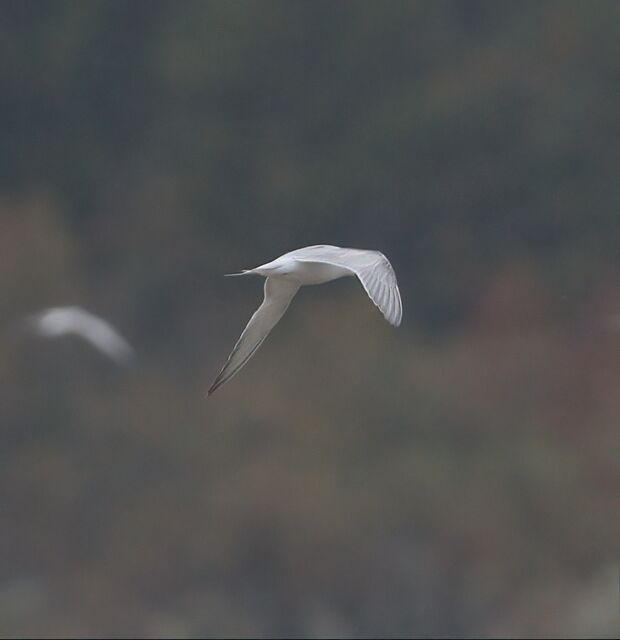 Arctic Tern