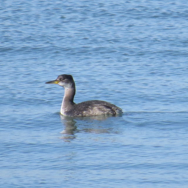 Red-necked Grebe