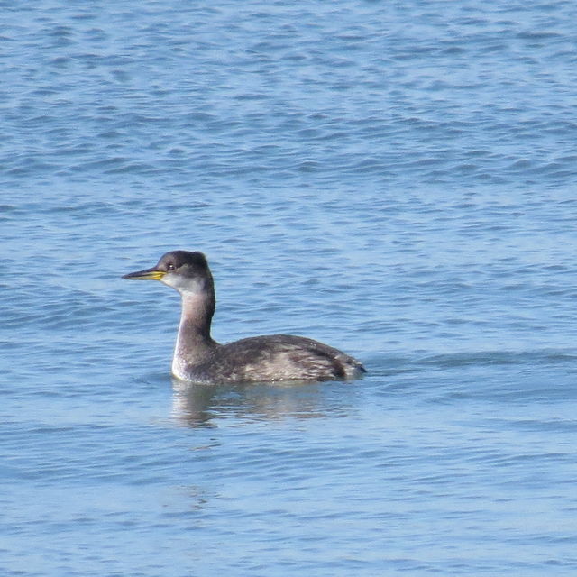 Red-necked Grebe