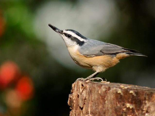 Red-breasted Nuthatches