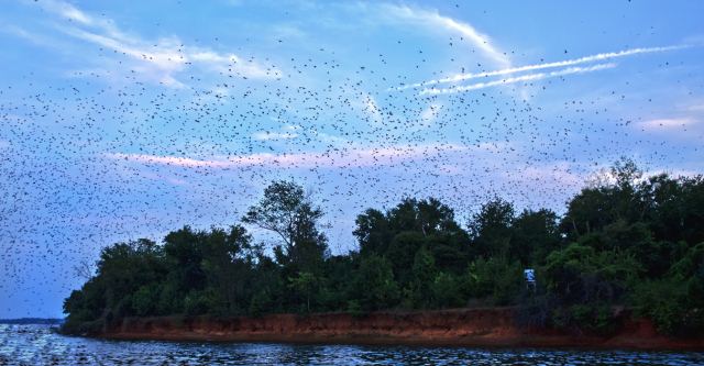 Purple Martins