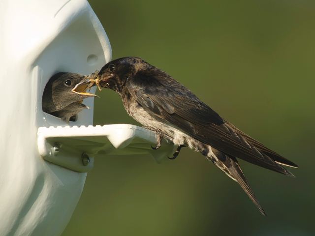 Purple Martins