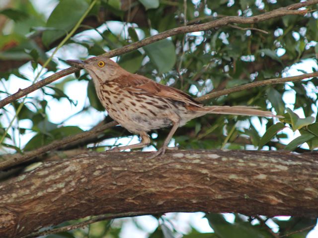 Brown Thrasher