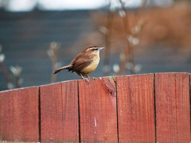 Carolina Wrens