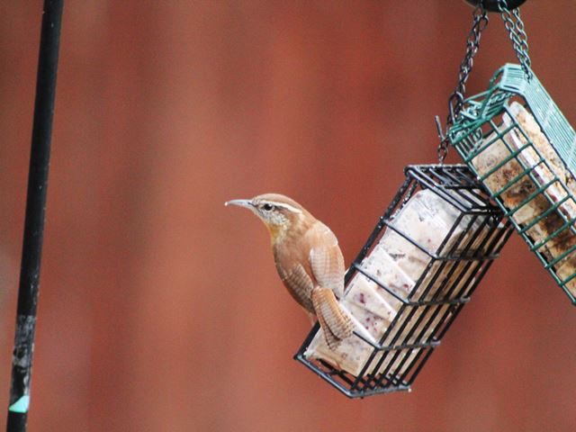 Carolina Wrens