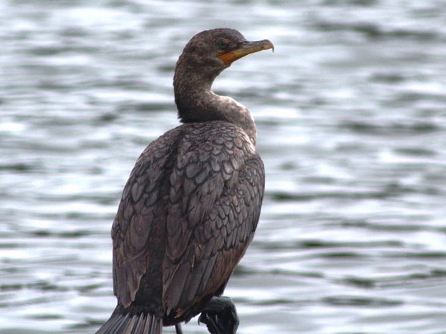 Double-crested Cormorant