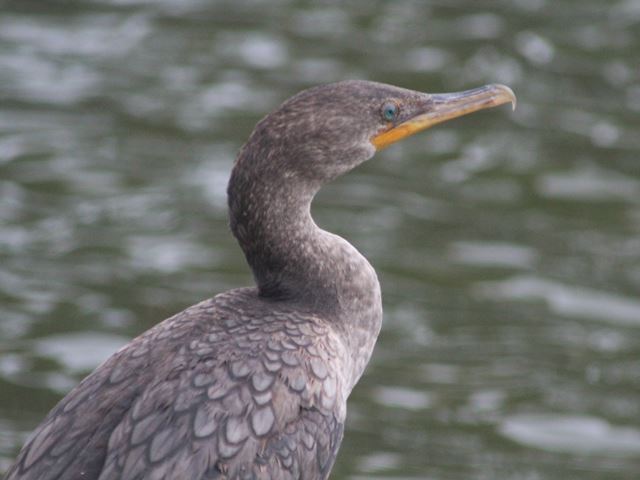 Double-crested Cormorant