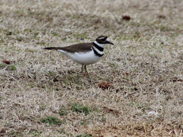 Killdeer