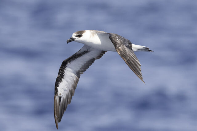 Black-capped Petrel