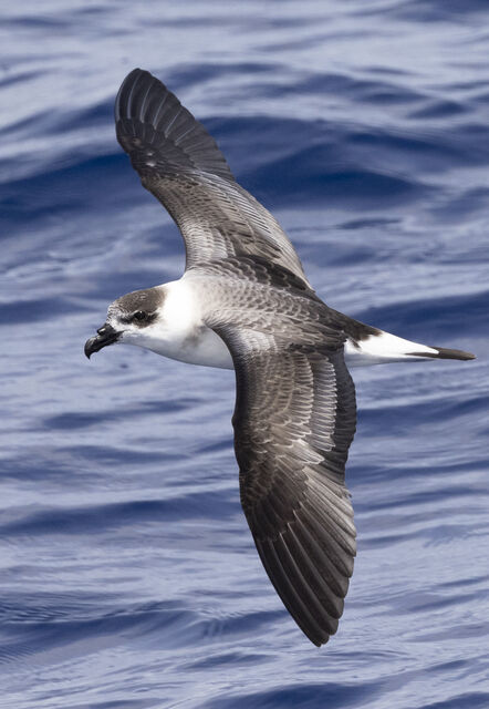 Black-capped Petrel