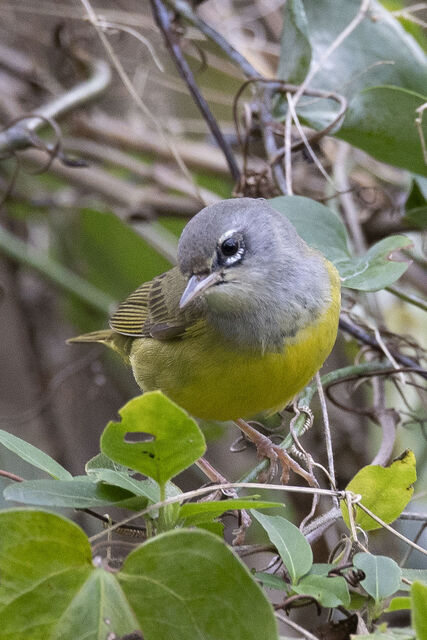 MacGillivray's Warbler