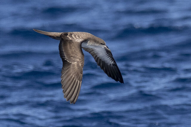 Wedge-tailed Shearwater