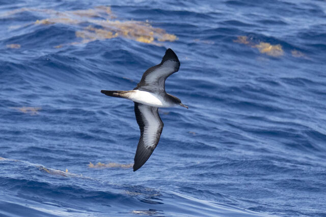 Wedge-tailed Shearwater