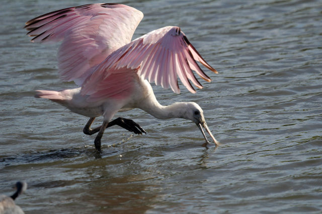 Roseate Spoonbill