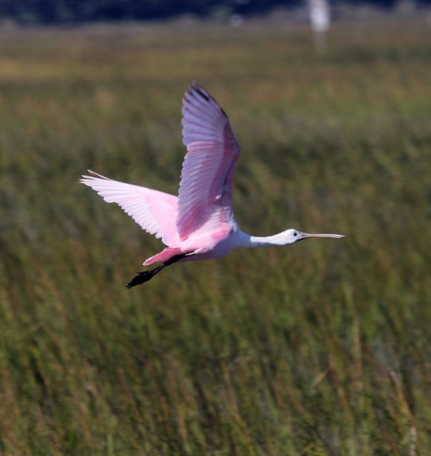 Roseate Spoonbill