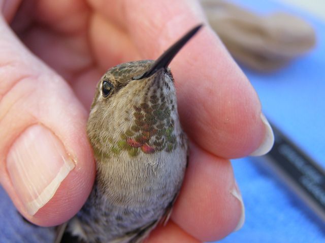 Anna's Hummingbird