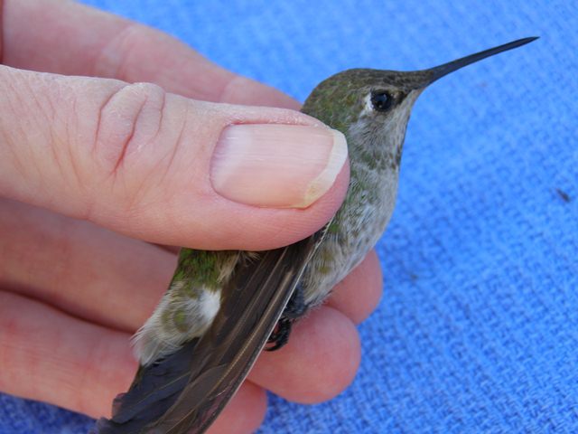 Anna's Hummingbird