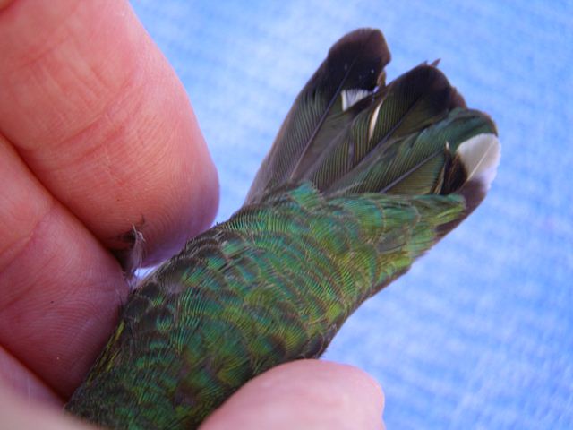 Anna's Hummingbird