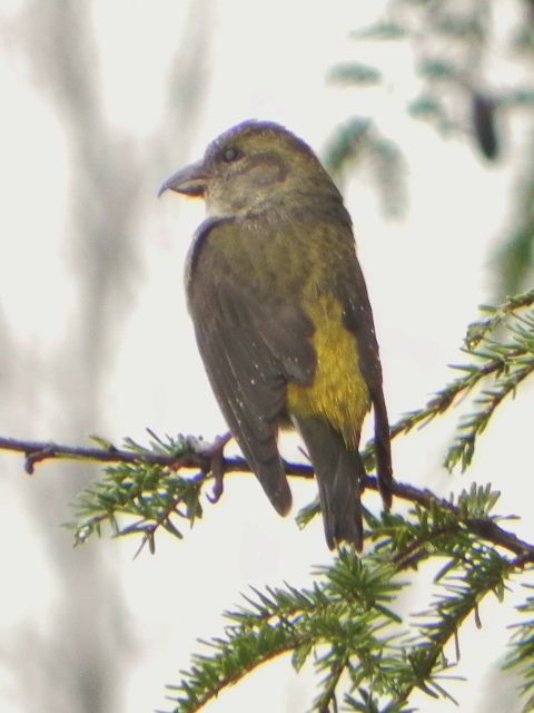 Red Crossbills