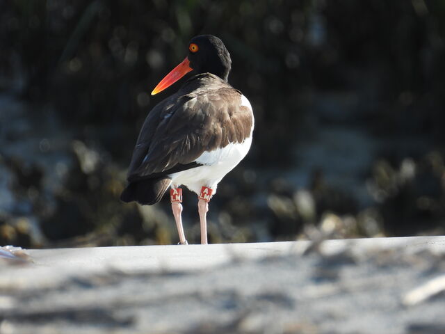 American Oystercatcher