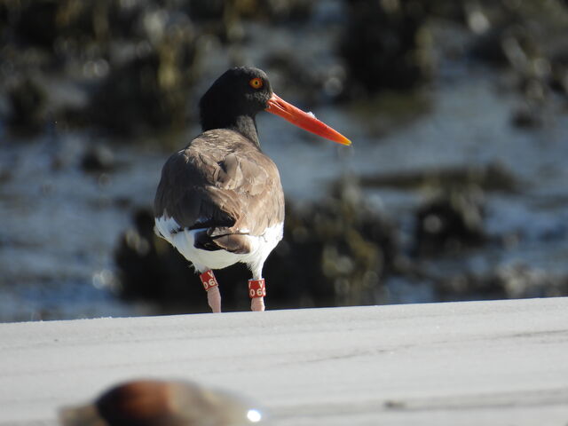 American Oystercatcher