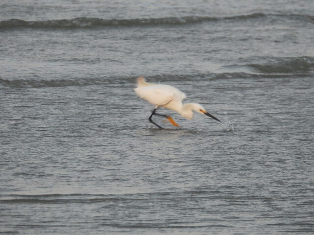 Snowy Egret