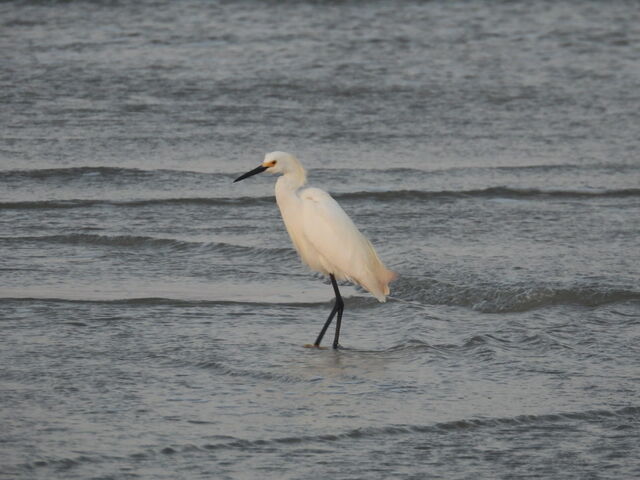 Snowy Egret