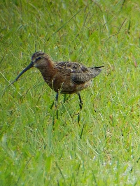 Curlew Sandpiper