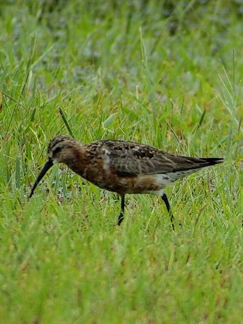 Curlew Sandpiper