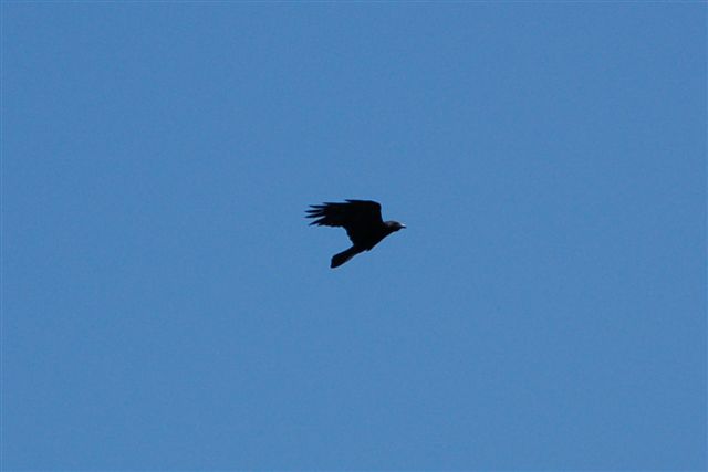 Common Raven