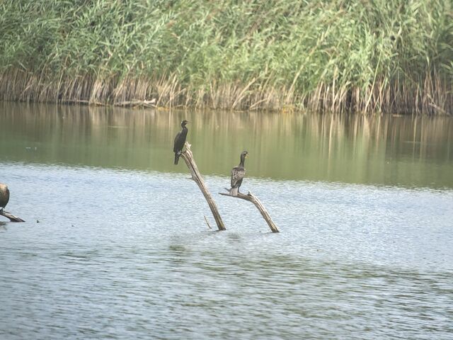 Neotropic Cormorant