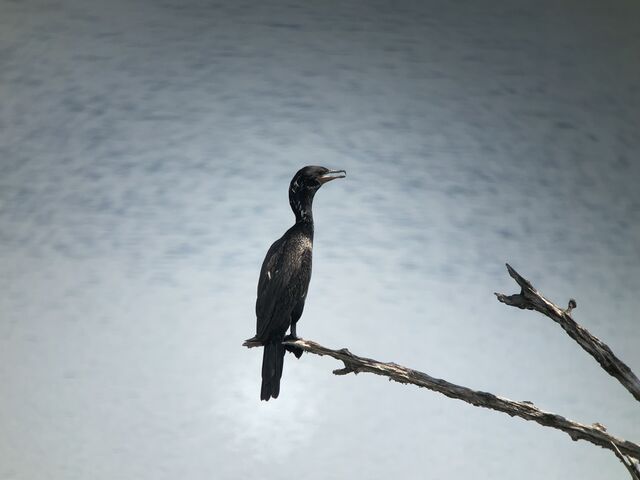 Neotropic Cormorant