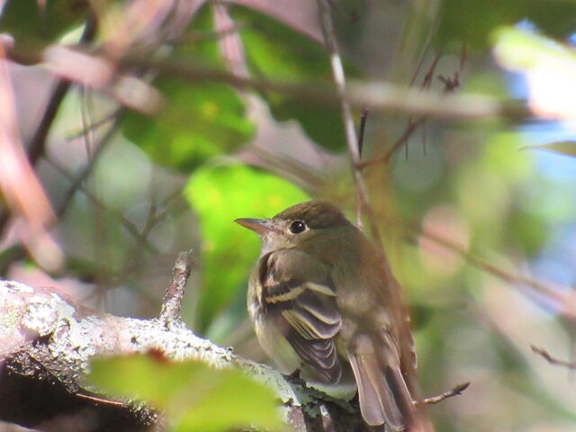 Acadian Flycatcher