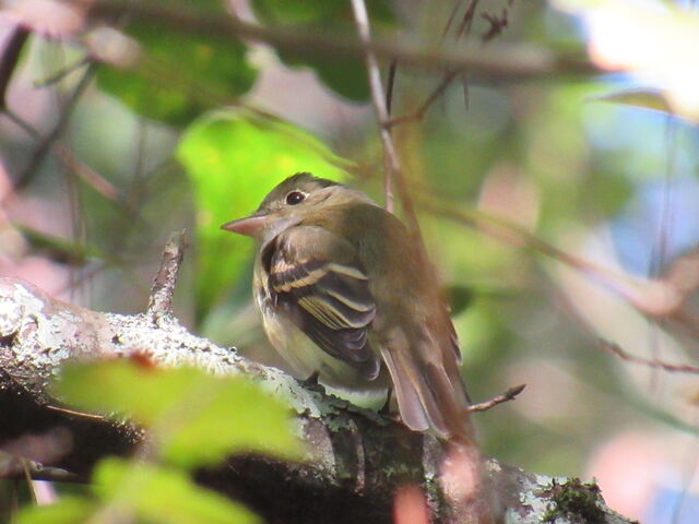 Acadian Flycatcher