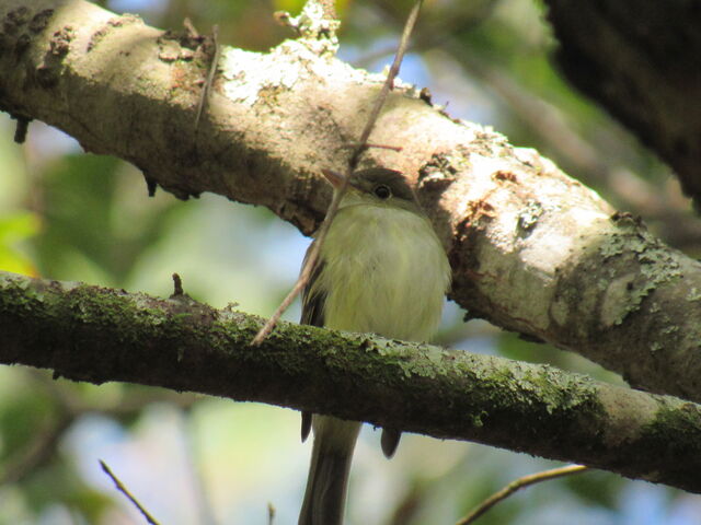 Acadian Flycatcher