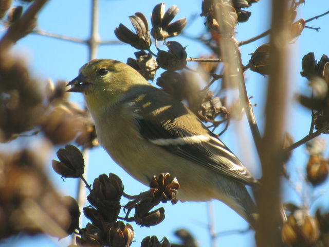 American Goldfinch