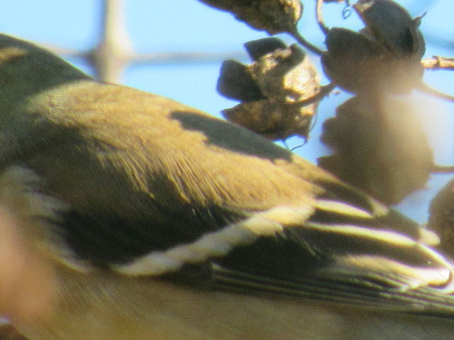 American Goldfinch