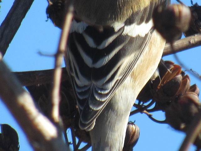 American Goldfinch