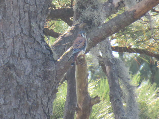 American Kestrel